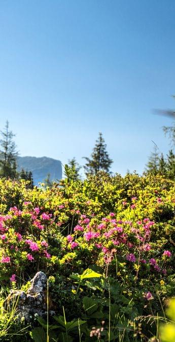 [Translate to English:] 